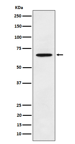 Extracellular matrix protein 1 Ab