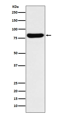 beta Glucuronidase Ab