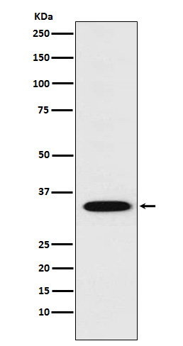 Syntaxin 1A Ab