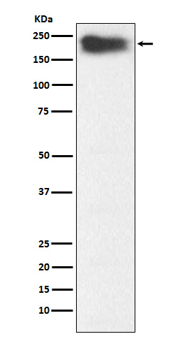 Myosin heavy chain 7B Ab