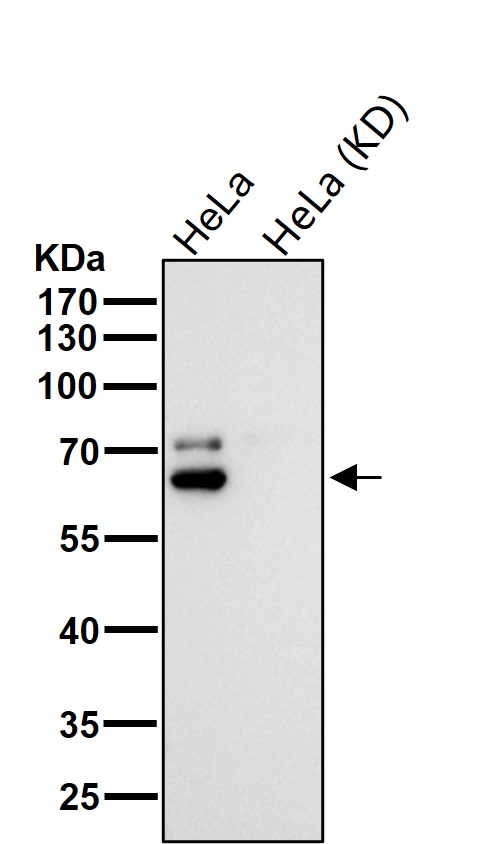 Kinesin light chain 1 Ab