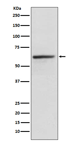 Kinesin light chain 1 Ab