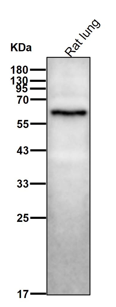 Kinesin light chain 1 Ab