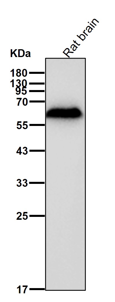 Kinesin light chain 1 Ab