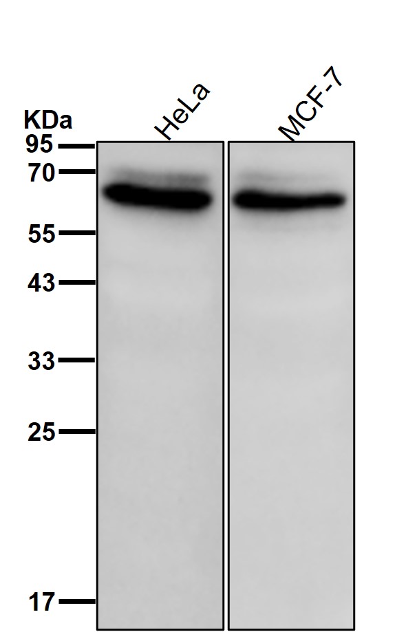 Kinesin light chain 1 Ab