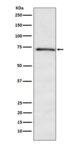 DOK1 Ab