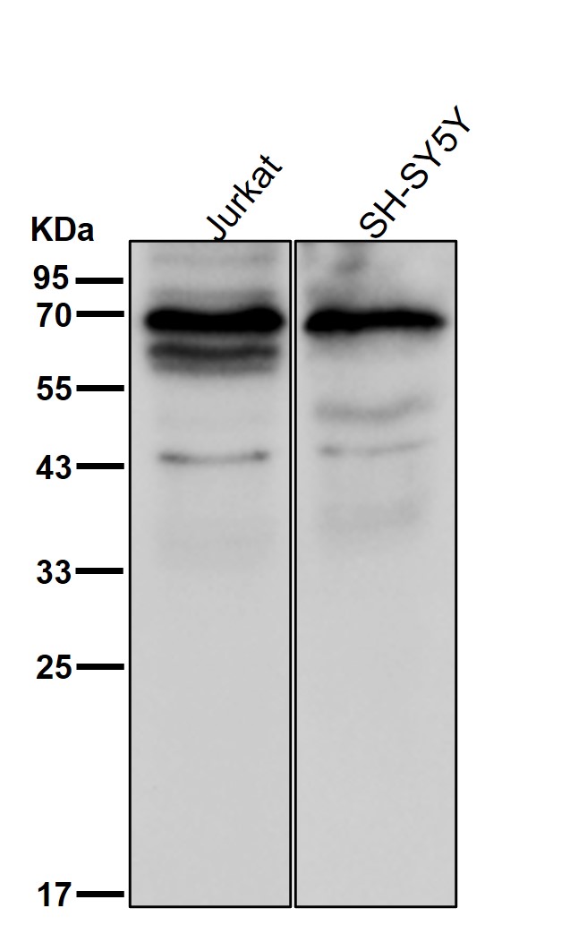 DOK1 Ab