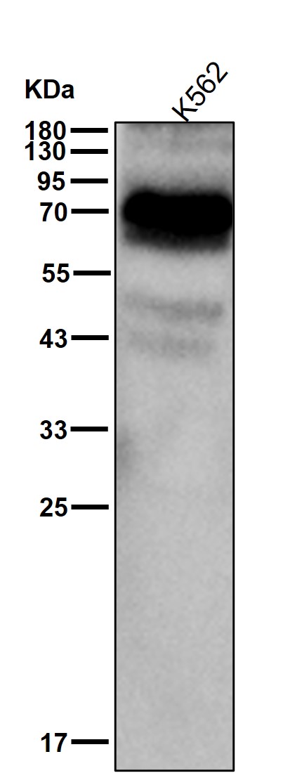 DOK1 Ab