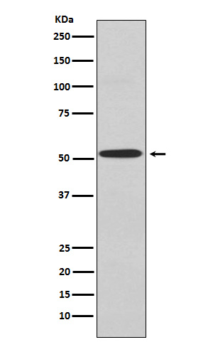 KCNJ2 Ab