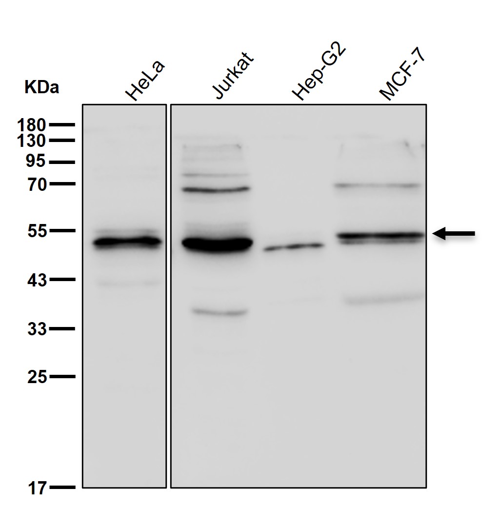 KCNJ2 Ab