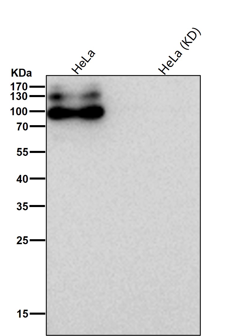 APLP2 Ab