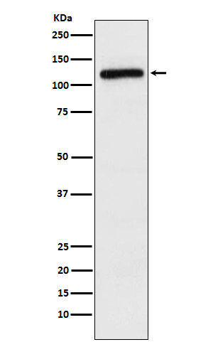 APLP2 Ab