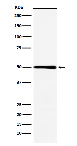 HMGCS2 Ab