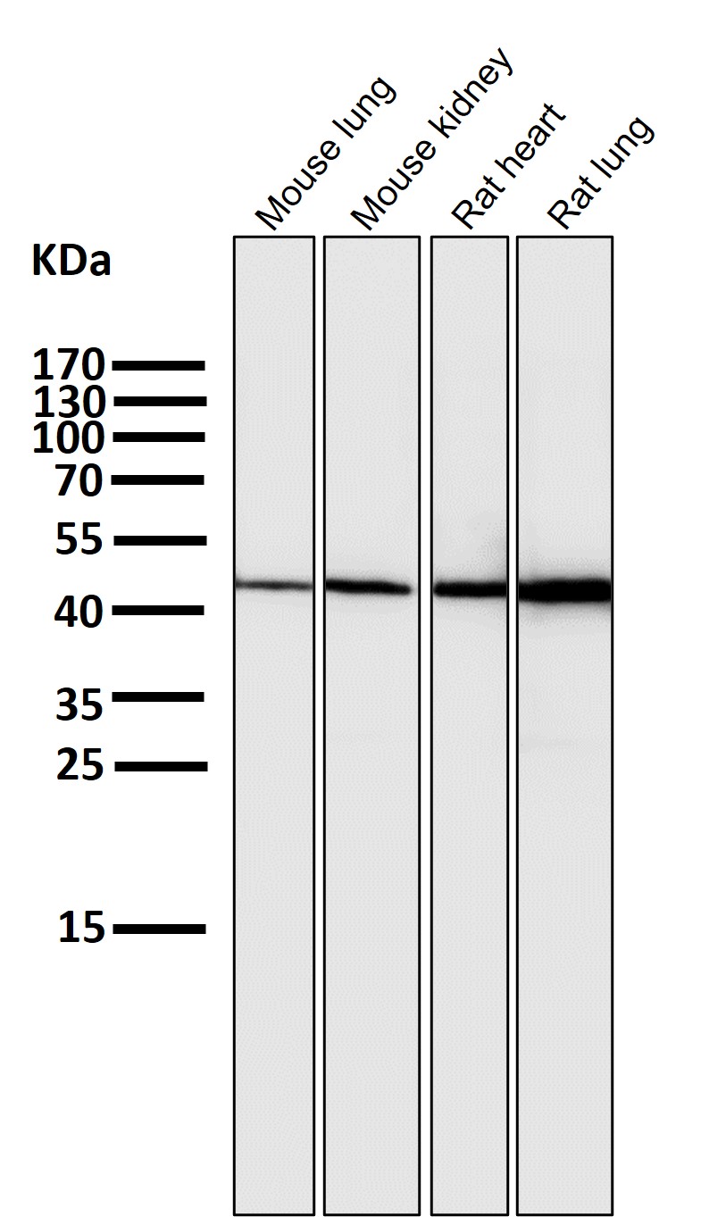 HMGCS2 Ab