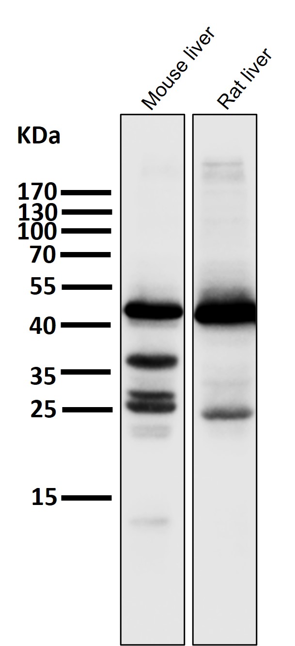 HMGCS2 Ab