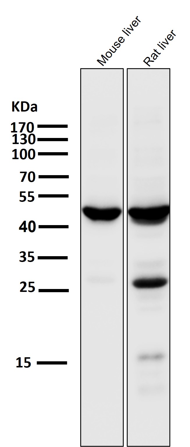 HMGCS2 Ab