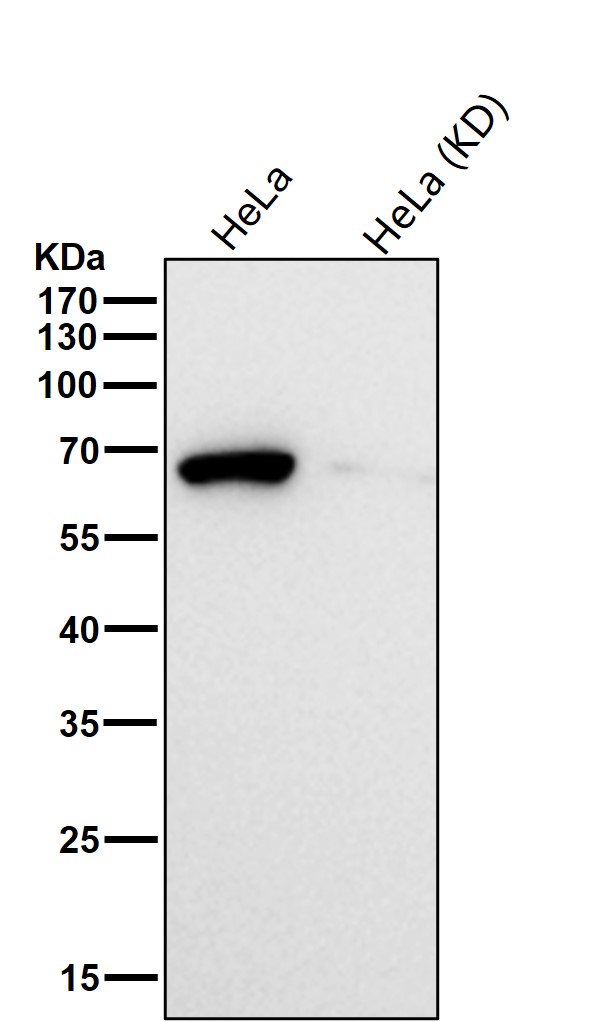 Epitempin 1 Ab