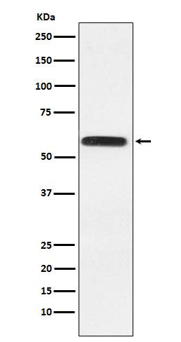 Epitempin 1 Ab