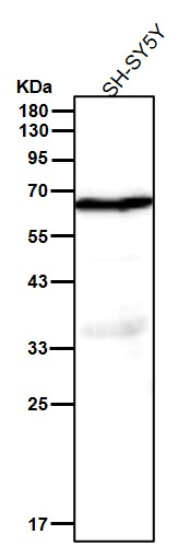 Epitempin 1 Ab