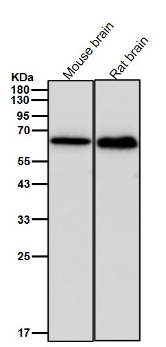 Epitempin 1 Ab