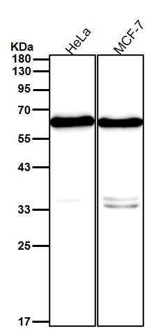 Epitempin 1 Ab