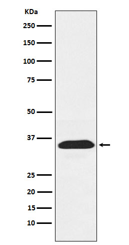 PEX19 Ab