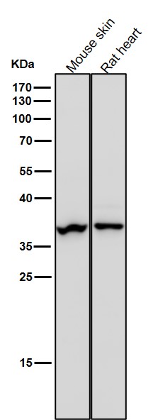 ARG2 Ab