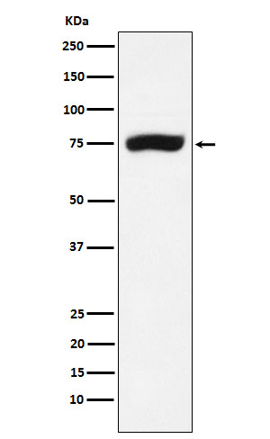 XPD Ab