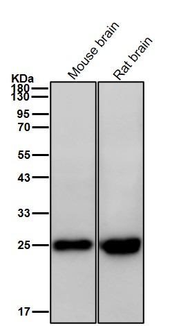 VPS28 Ab