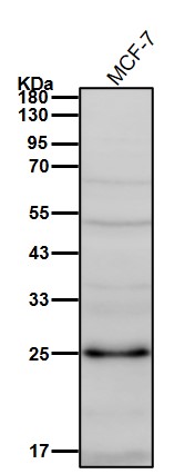 VPS28 Ab