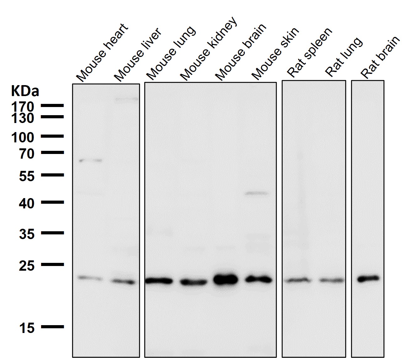 VPS28 Ab