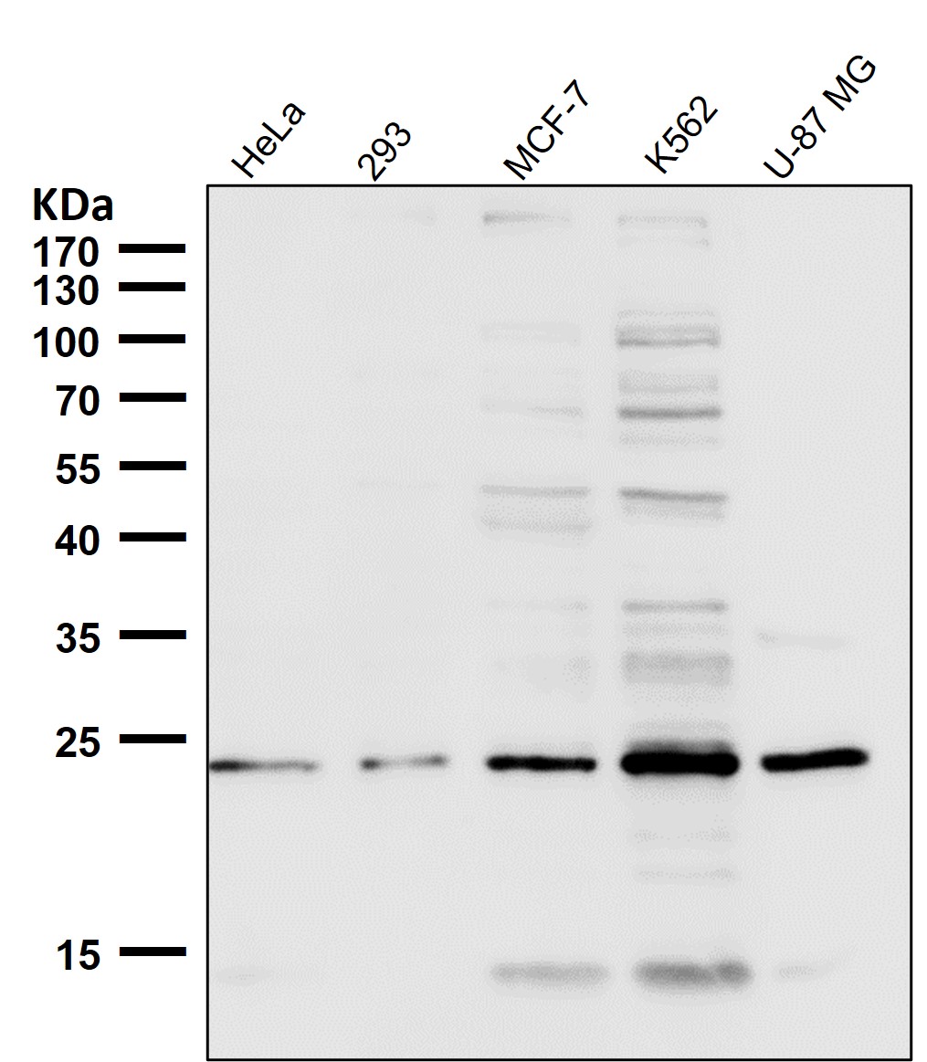 VPS28 Ab