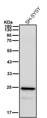 VPS28 Ab