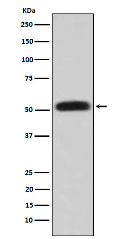 Glycerol kinase Ab