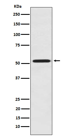 FMO3 Ab