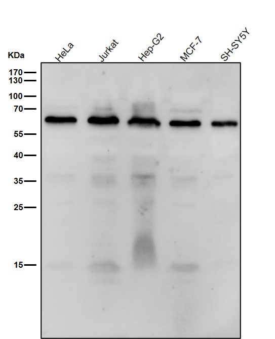 DMAP1 Ab