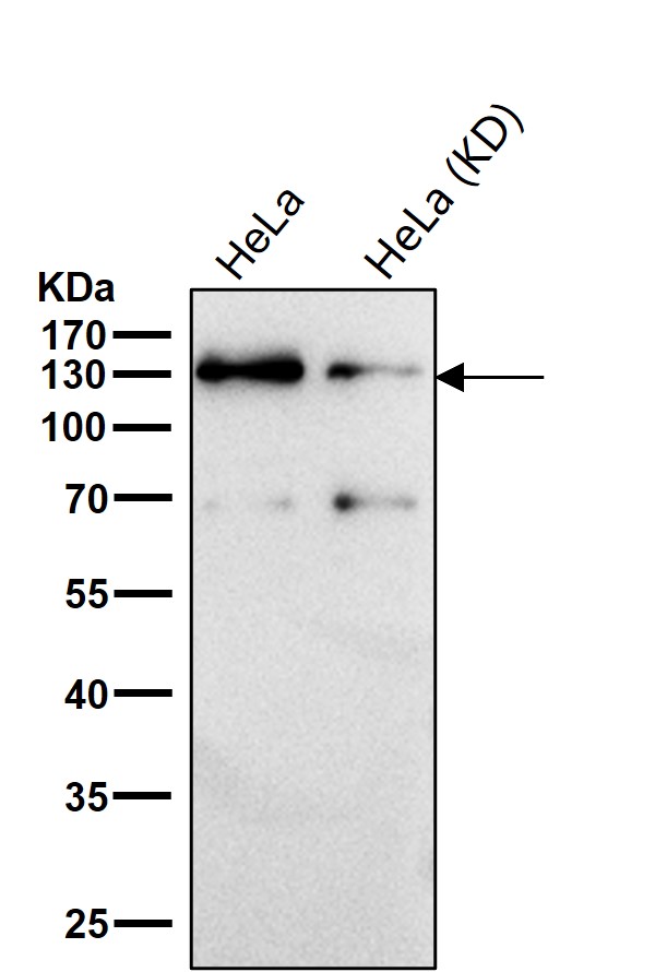 CC2D1A Ab