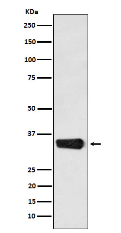 MBD3 Ab