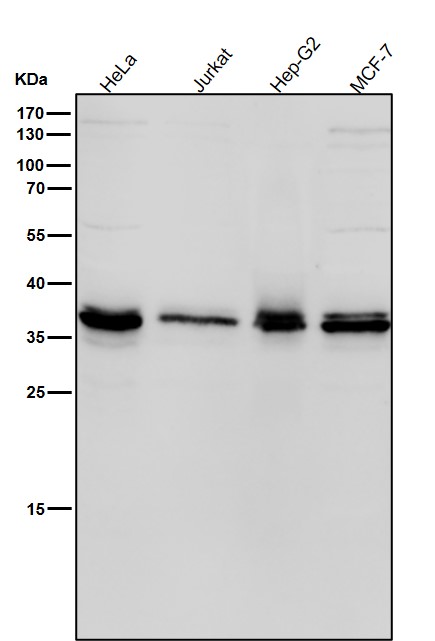 MBD3 Ab