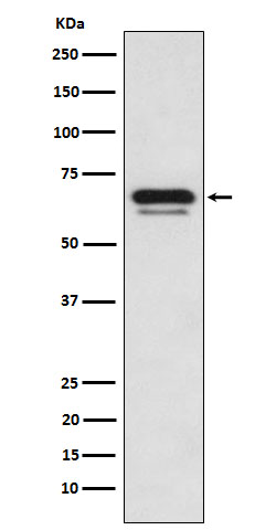 p66 alpha Ab