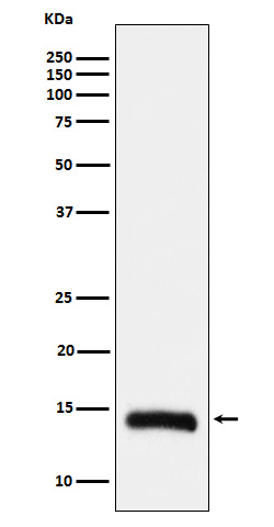 Formyl-Histone H2B type 2E (K109) Ab