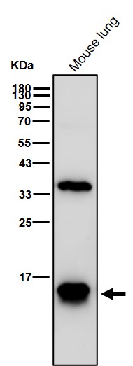 Formyl-Histone H2B type 2E (K109) Ab