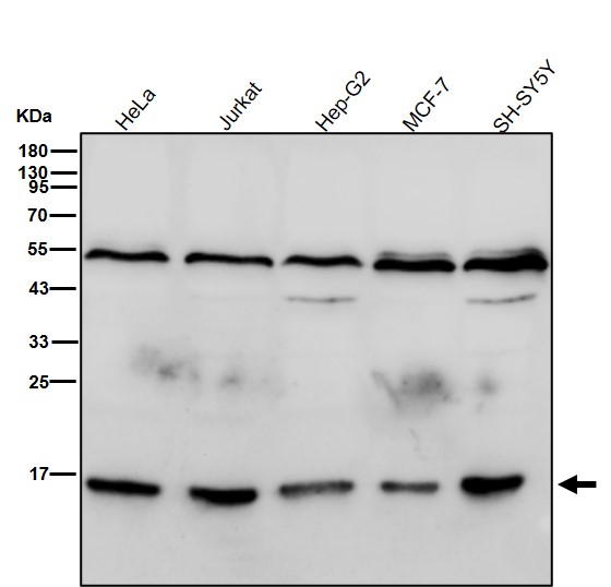 Formyl-Histone H2B type 2E (K109) Ab