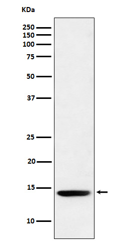 Formyl-Histone H2B type 2E (K121) Ab