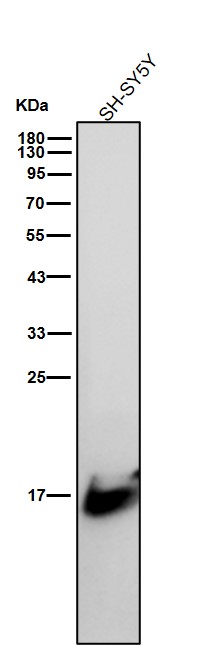 Formyl-Histone H2B type 2E (K121) Ab