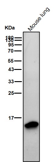 Formyl-Histone H2B type 2E (K121) Ab