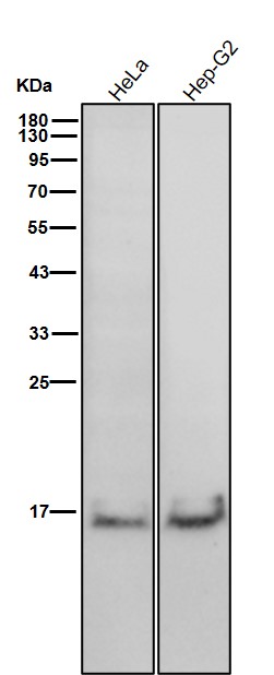 Formyl-Histone H2B type 2E (K121) Ab