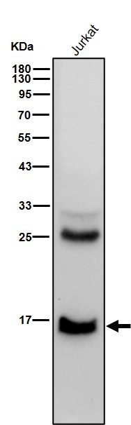 Formyl-Histone H2B type 2E (K121) Ab