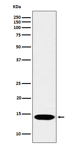 MonoMethyl-Histone H2B type 2E (K117) Ab