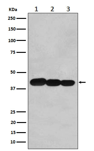 Bcl 2 L14 Ab